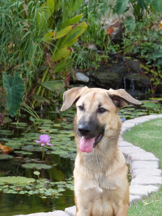 chinook dog